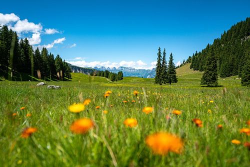 Bloemrijk uitzicht op de Zwitserse Alpen