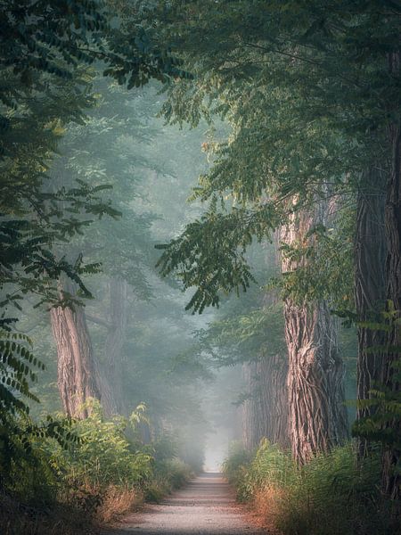 - by Erik de Jong
