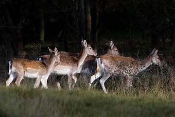 Amsterdamse Waterleiding Duinen van Ad van Geffen