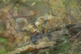 Herfst-1 van www.narro-imago.nl
