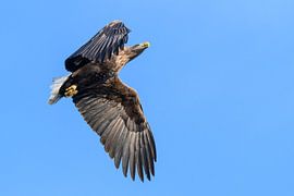 White-tailed eagle or sea eagle hunting in the sky by Sjoerd van der Wal Photography