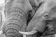 Liebe zwischen Elefanten von Eddy Kuipers Miniaturansicht
