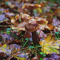 Champignons