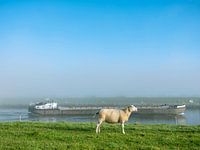 schaap op gras van rivierdijk met rijnaak en blauwe lucht bij zonnig weer en lichte mist; typisch Nederlands tafereel dus.