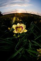 Gele lelie tegen zonsondergang, Venlo