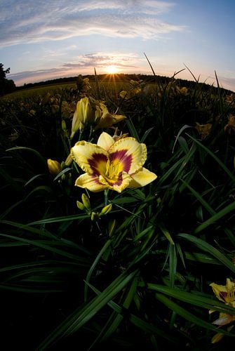 Lys jaune au coucher du soleil, Venlo