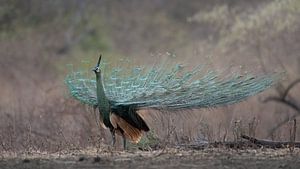 Ein grüner Pfau
