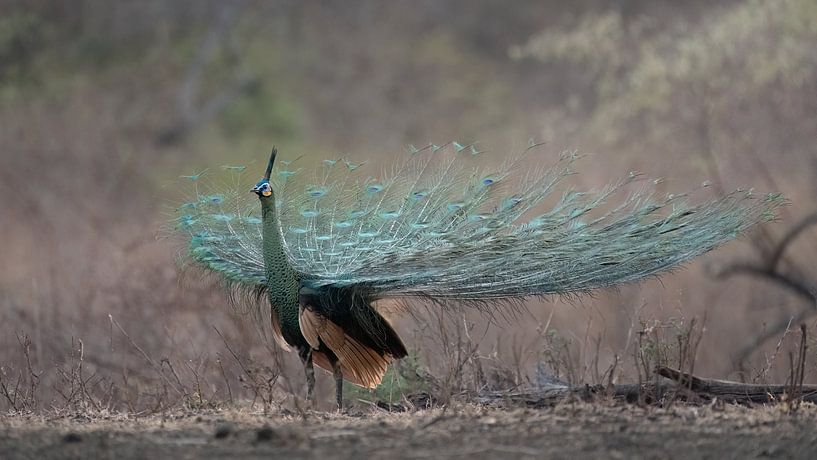 Ein grüner Pfau von Anges van der Logt