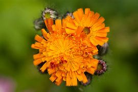 Orange Hawkweed blooming