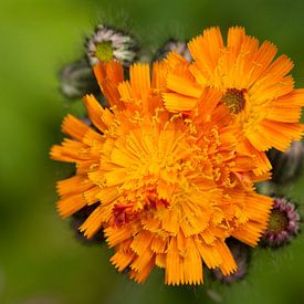 Orange Hawkweed blooming von Sanne van der Valk