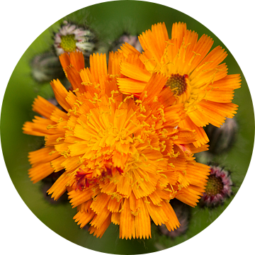 Oranje Havikskruid in bloei van Sanne van der Valk