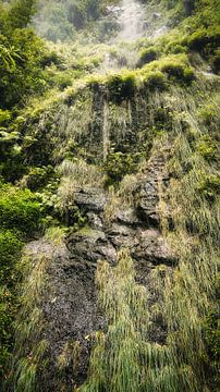 Green jungle in Madeira by Chris Snoek