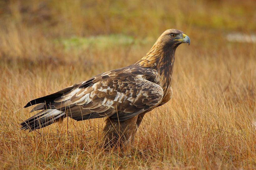Steenarend in het gras. van Alex Roetemeijer