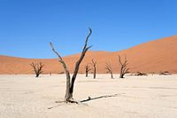 Deadvlei, skeletten van bomen in een desolaat duinenlandschap