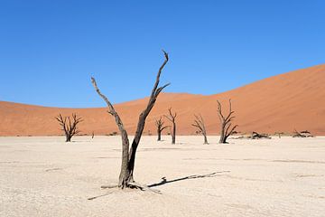 Deadvlei, squelettes d'arbres dans un paysage de dunes désolées sur Nicolas Vangansbeke