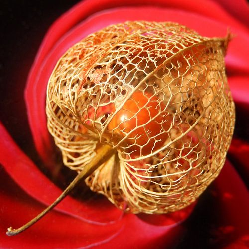 physalis