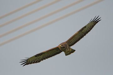 Buzzard by Robbie Nijman