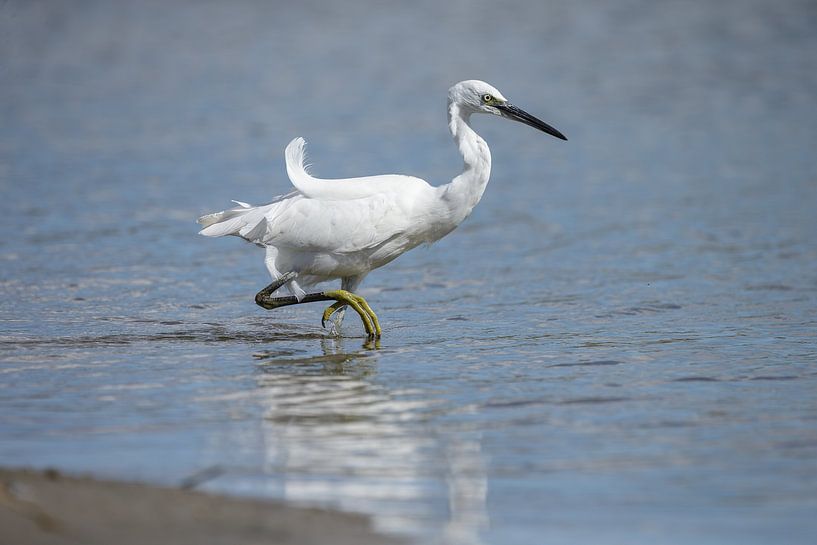 Little egret by Dennis Schaefer