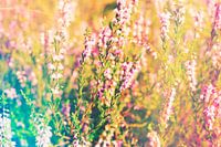 Dreamlike heath macro