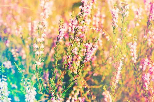 Droomachtige heide macro
