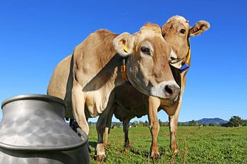 Symbolic image: cows on the meadow, in the foreground a milk can