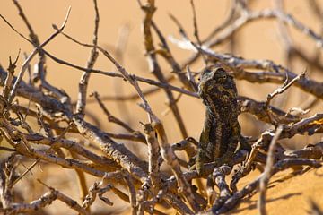 Namaqua kameleon in de bosjes by Christel Nouwens- Lambers