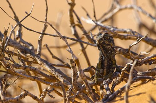 Namaqua kameleon in de bosjes