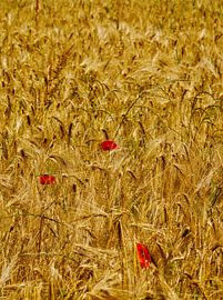 Mohnblumen im Kornfeld von Roger Trelou