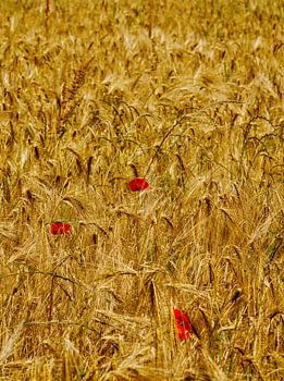 Mohnblumen im Kornfeld