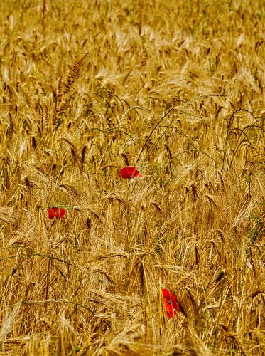 Papavers in het graan
