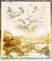 Flying geese over plowed field