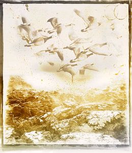 Gänse fliegen über gepflügtes Feld von Gerard Wielenga