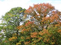 Herfstkleuren