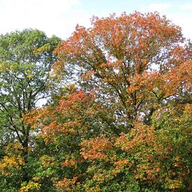 Herfstkleuren by richard de bruyn