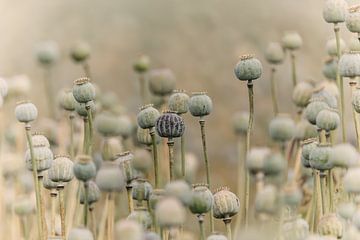 Bulbes de coquelicots pastel dans un champ de coquelicots sur KB Design & Photography (Karen Brouwer)