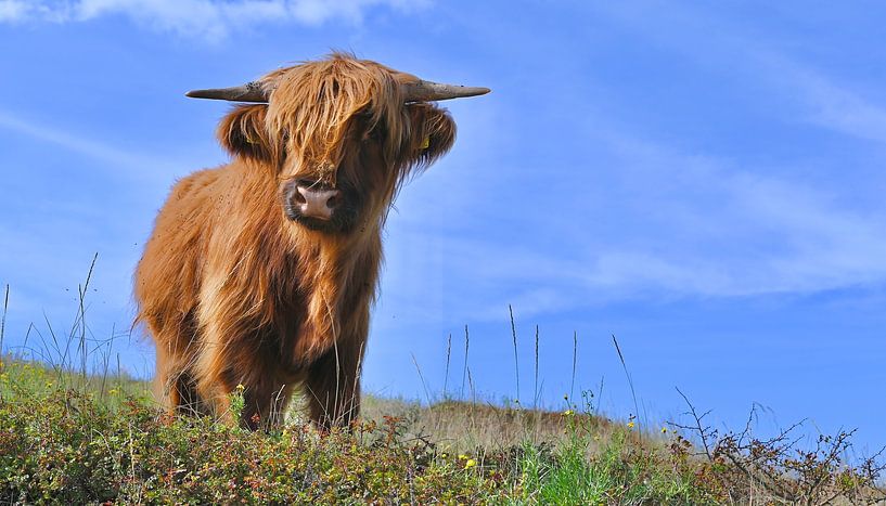 Highlander in den Dünen von Katwijk von Peter van Rijn
