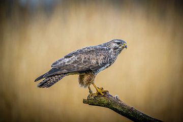 A buzzard, timidly looking around.