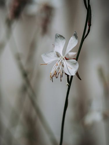 Whirling Butterflies
