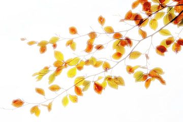 Der Herbst von seiner schönsten Seite 3 von Jaap Tanis