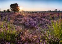 The Hilversum Heath at sunrise