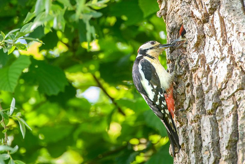 Pic épeiche nourrissant un poussin dans son trou dans un arbre par Sjoerd van der Wal Photographie