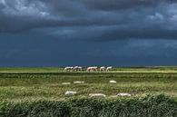 Koeien in het Noorderleeg met schapen op de voorgrond van Harrie Muis thumbnail