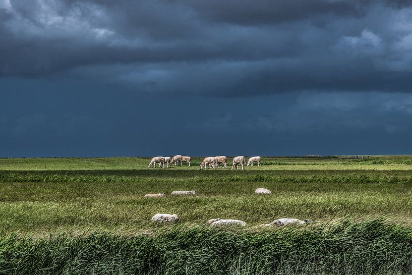 Koeien in het Noorderleeg met schapen op de voorgrond von Harrie Muis