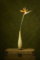Strelitzie II