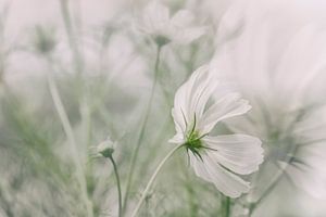 Weißen Blume Cosmea