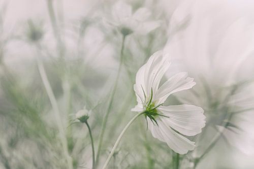 White flower Cosmea