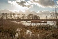 Marais de la plaine d'inondation