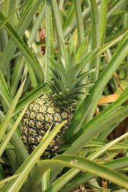 Pineapple plant Costa Rica by Ralph van Leuveren