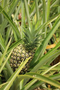 Ananaspflanze Costa Rica von Ralph van Leuveren