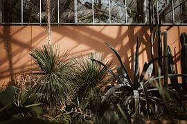 Botanical plants - Hortus Botanicus Amsterdam - Photo Print by Linn Fotografie
